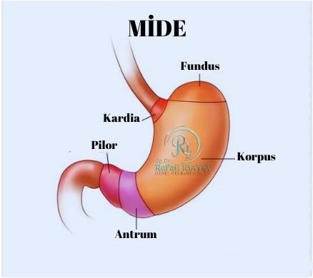 Midenin Cerrahi Hastalıkları